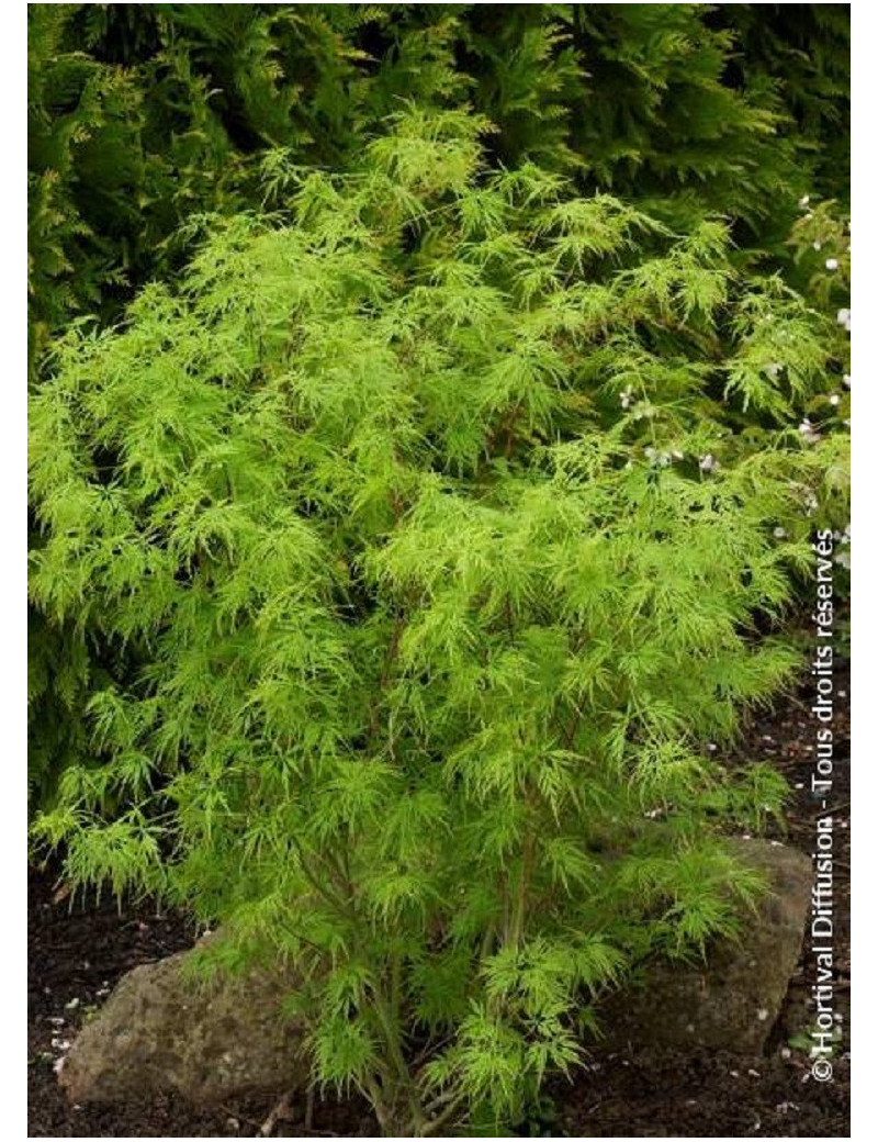 ACER palmatum DISSECTUM SEIRYU