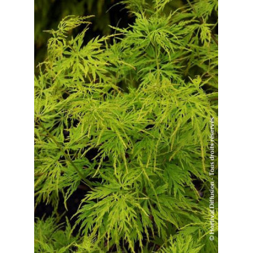 ACER palmatum DISSECTUM SEIRYU