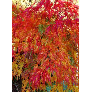 ACER palmatum DISSECTUM SEIRYU