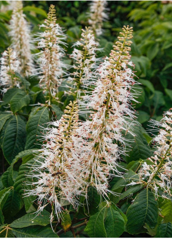 AESCULUS parviflora