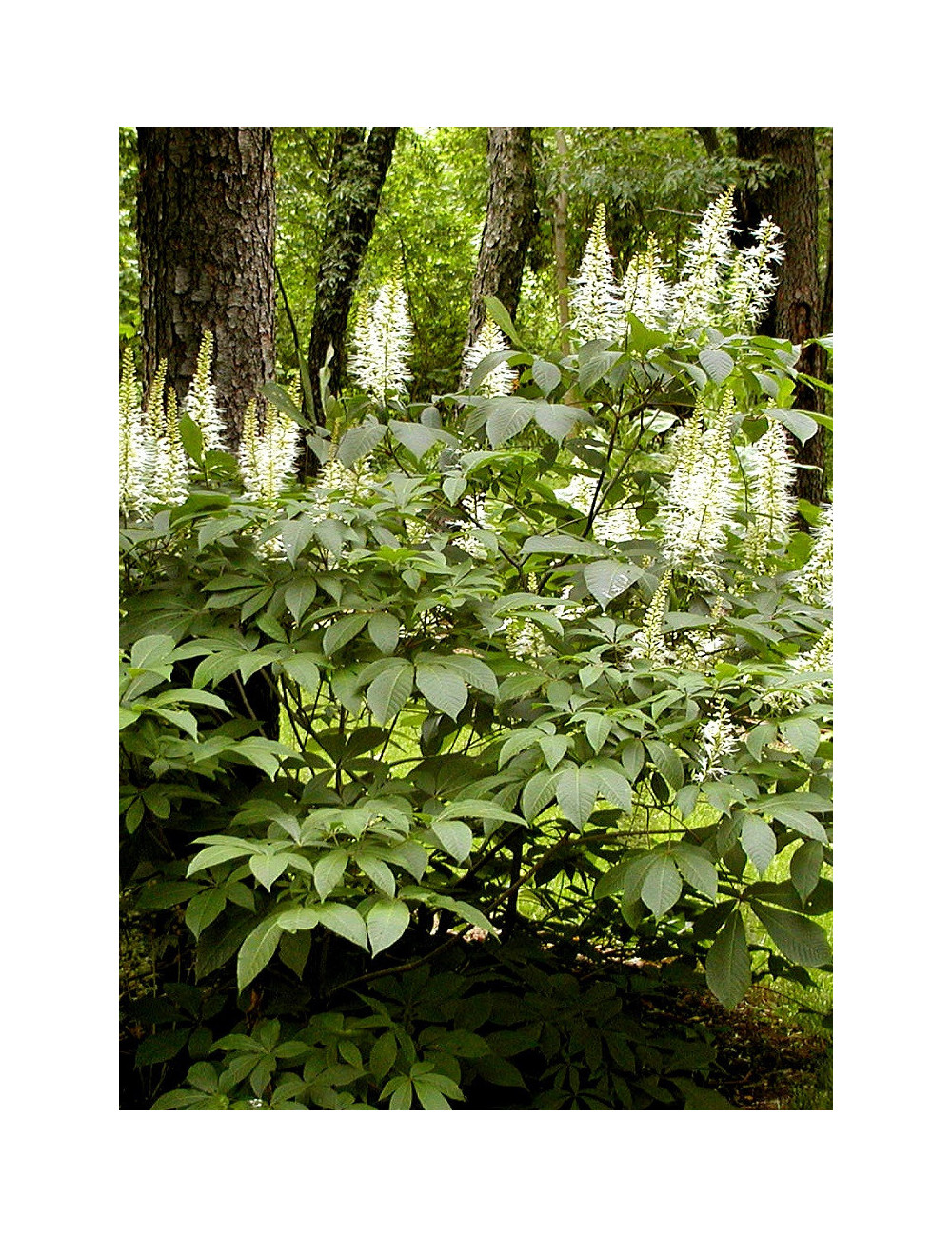 AESCULUS parviflora