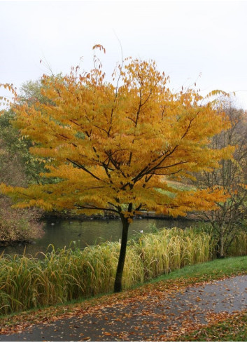 ZELKOVA serrata