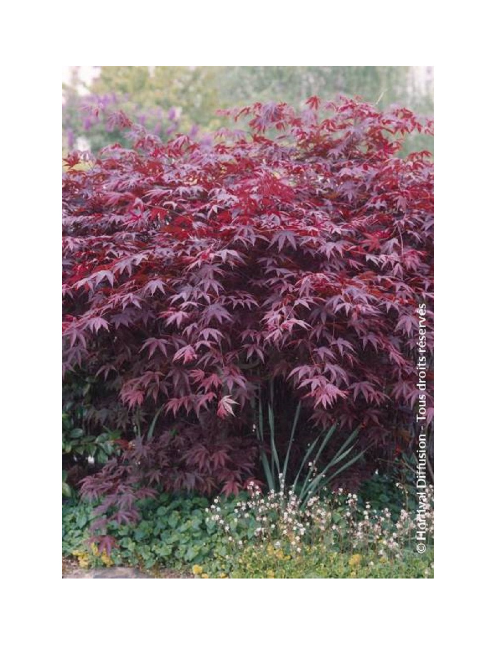 ACER palmatum BLOODGOOD