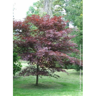 ACER palmatum BLOODGOOD