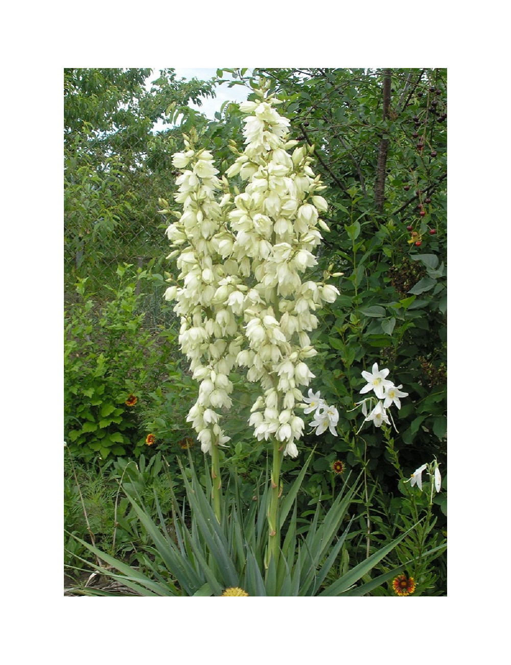 YUCCA filamentosa