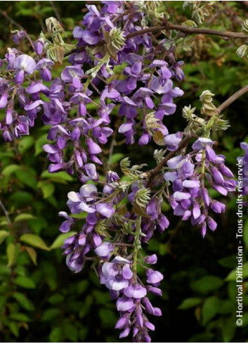 WISTERIA venusta OKAYAMA