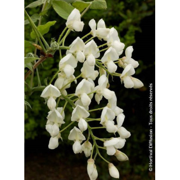 WISTERIA venusta ALBA