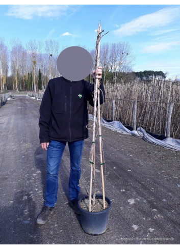 WISTERIA En pot de 15-20 litres hauteur 175- 200 cm