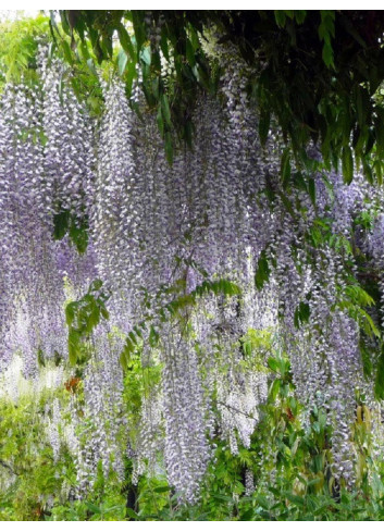 WISTERIA floribunda MACROBOTRYS