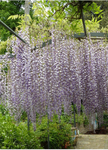 WISTERIA floribunda MACROBOTRYS
