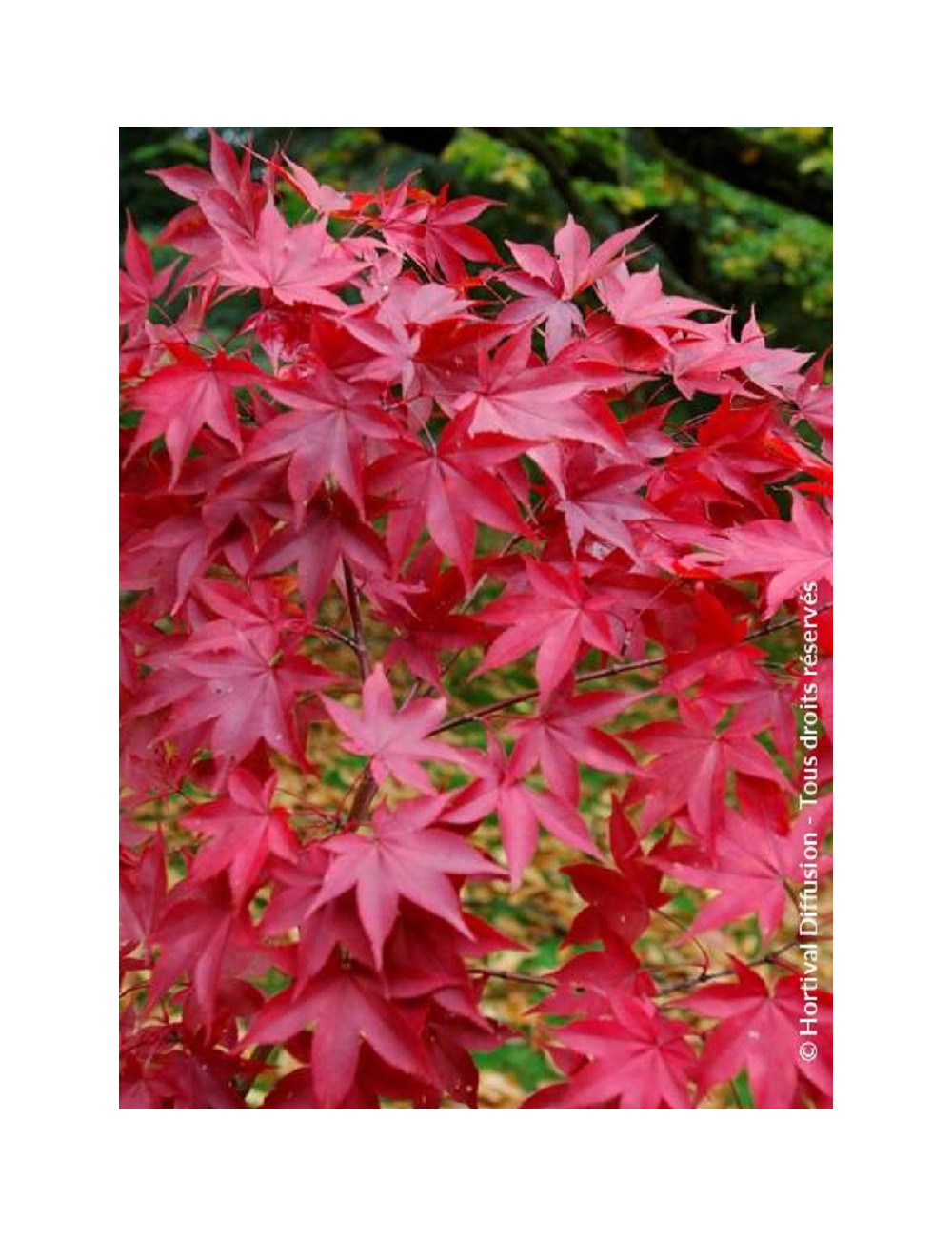 ACER palmatum OSAKAZUKI