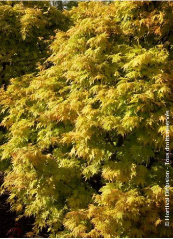 ACER palmatum ORANGE DREAM