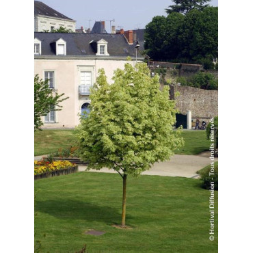 ACER platanoides DRUMMONDII