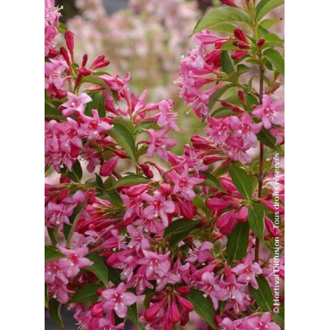 WEIGELA STELZNERI