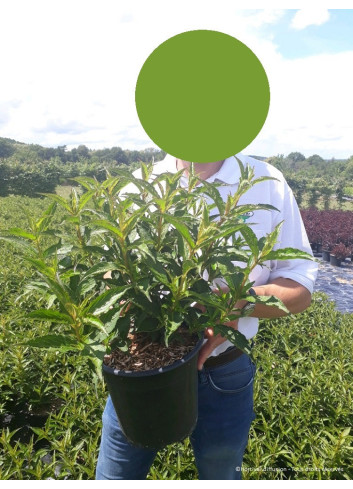 WEIGELA STELZNERI En pot de 4-5 litres