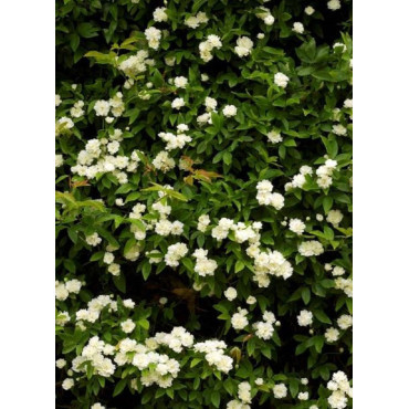 ROSA banksiae ALBA PLENA
