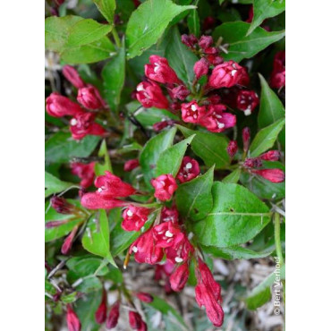 WEIGELA ALL SUMMER RED