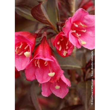 WEIGELA florida ALEXANDRA
