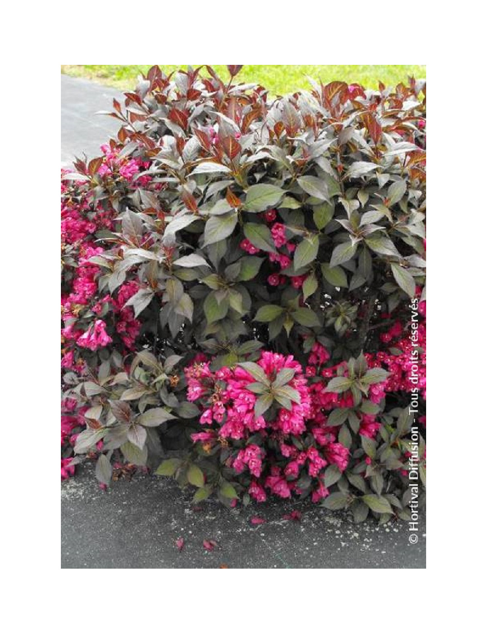WEIGELA florida MINOR BLACK
