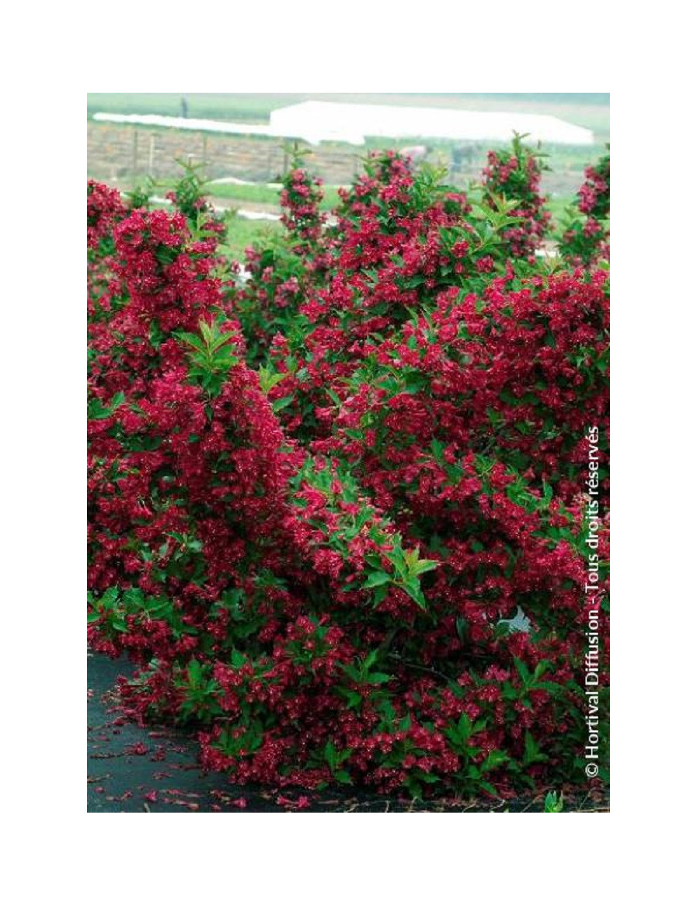 WEIGELA RED PRINCE