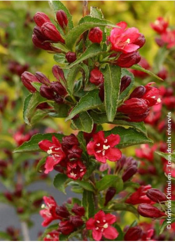 WEIGELA NAIN ROUGE