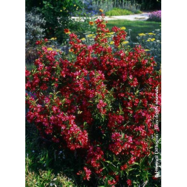 WEIGELA NAIN ROUGE