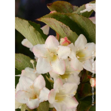 WEIGELA SNOWFLAKE