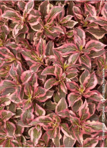 WEIGELA florida MONET