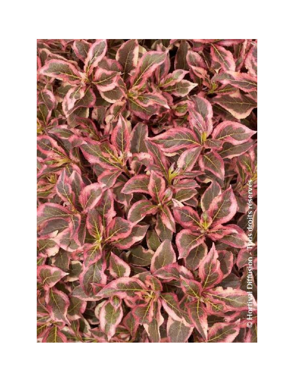 WEIGELA florida MONET