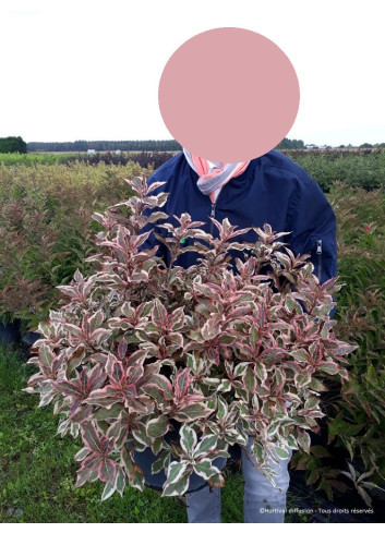 WEIGELA florida MONET En pot de 10-12 litres