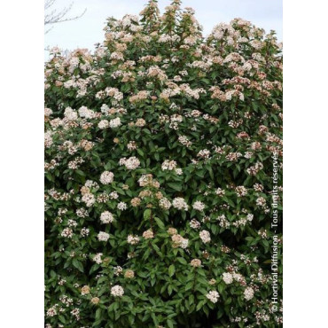 VIBURNUM tinus EVE PRICE