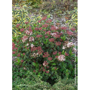 VIBURNUM tinus EVE PRICE