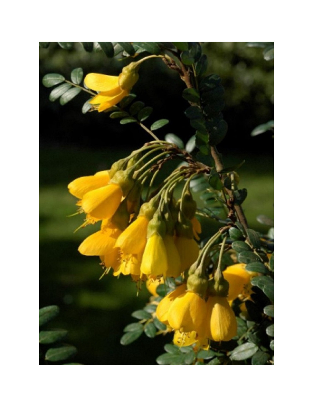 SOPHORA SUN KING