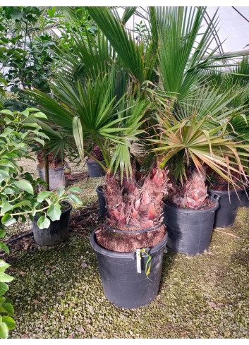 WASHINGTONIA robusta En pot forme cépée