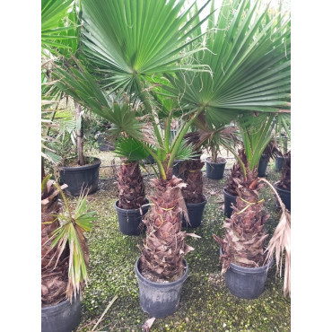 WASHINGTONIA robusta En pot hauteur du tronc 060-080 cm