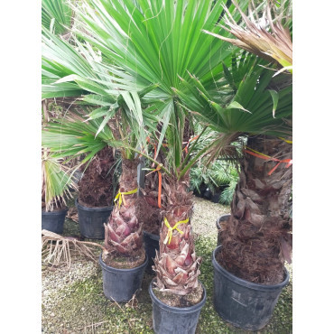 WASHINGTONIA robusta En pot hauteur du tronc 080-100 cm