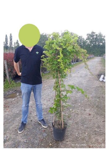 AKEBIA quinata En pot de 10-12 litres