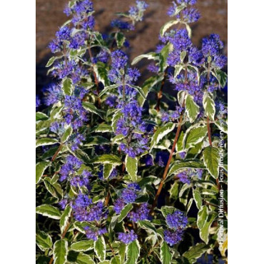 CARYOPTERIS clandonensis WHITE SURPRISE