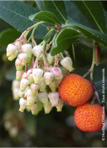 ARBUTUS unedo ATLANTIC