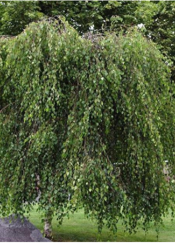 BETULA verrucosa YOUNGII