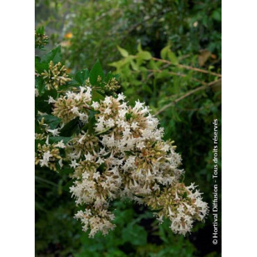 ABELIA chinensis