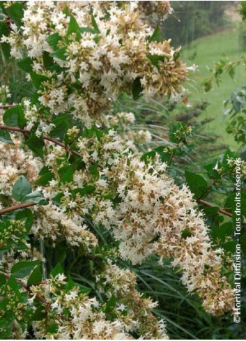 ABELIA chinensis