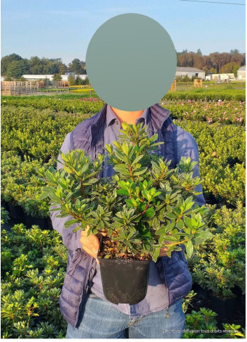AZALEA japonica SCHNEEWITTCHEN En pot de 4-5 litres