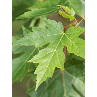 ACER saccharinum