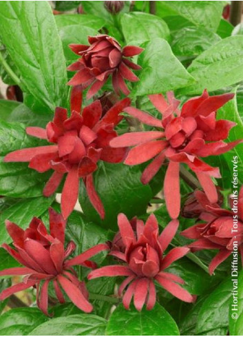 CALYCANTHUS floridus