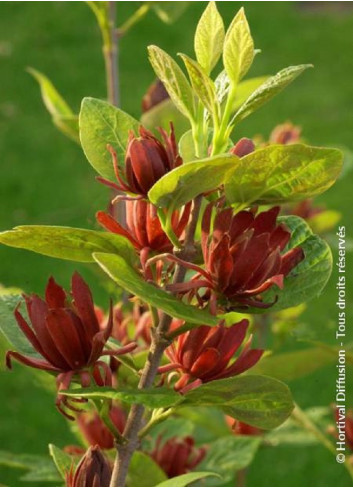 CALYCANTHUS floridus