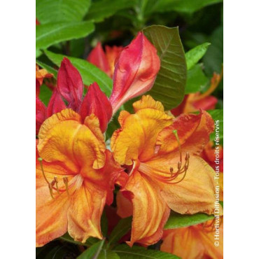 AZALEA mollis GLOWING EMBERS