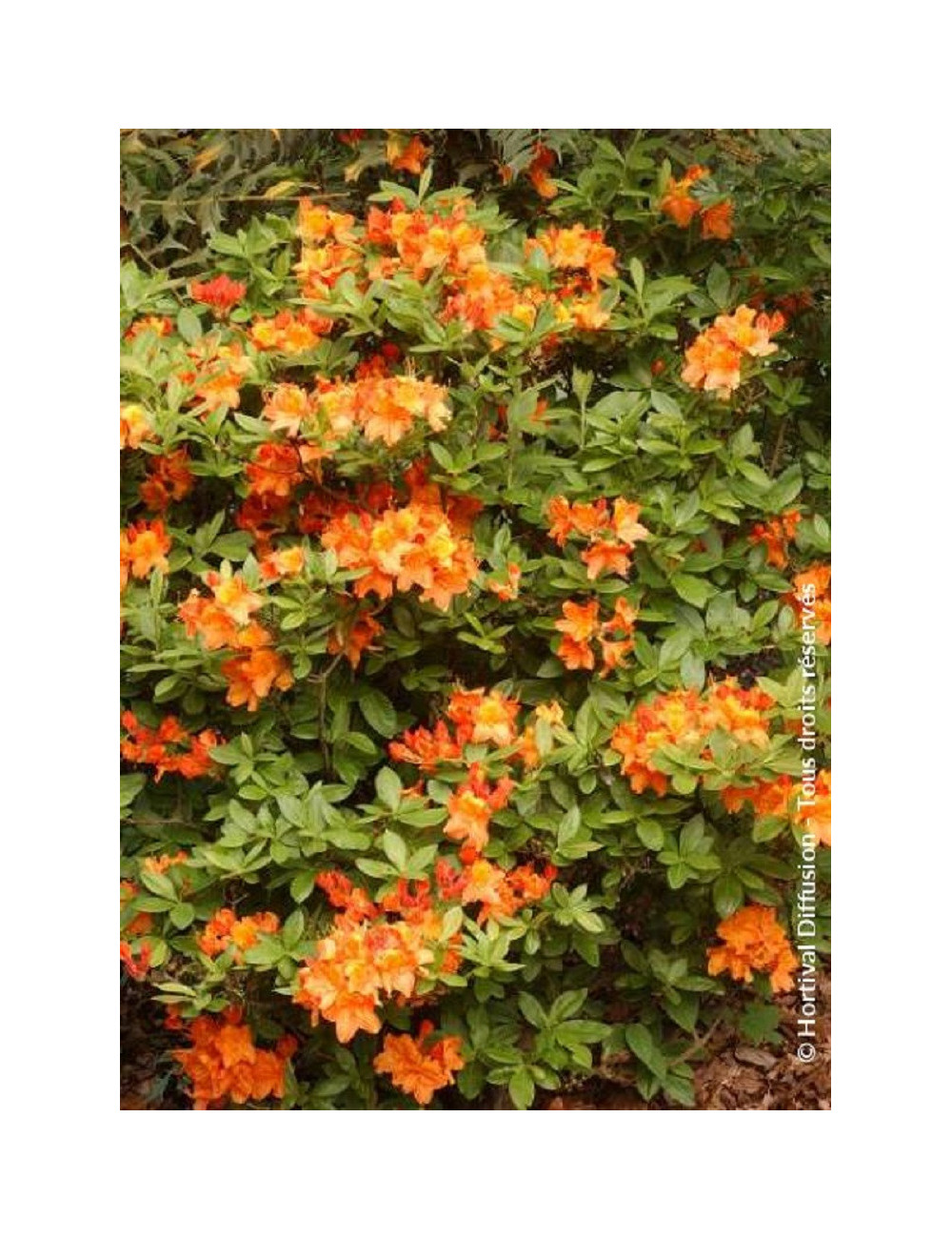 AZALEA mollis GLOWING EMBERS