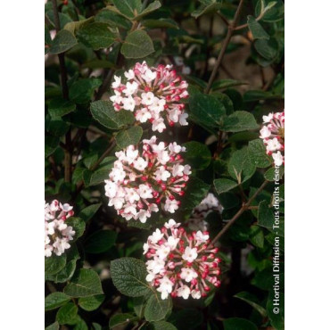 VIBURNUM carlesii AURORA