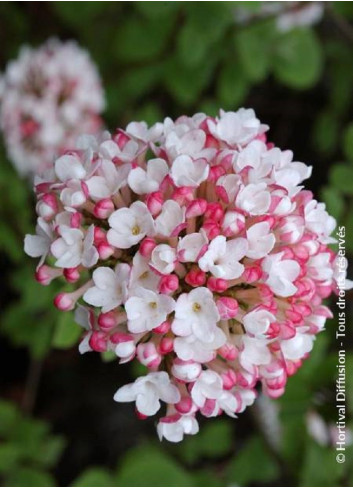 VIBURNUM carlesii AURORA